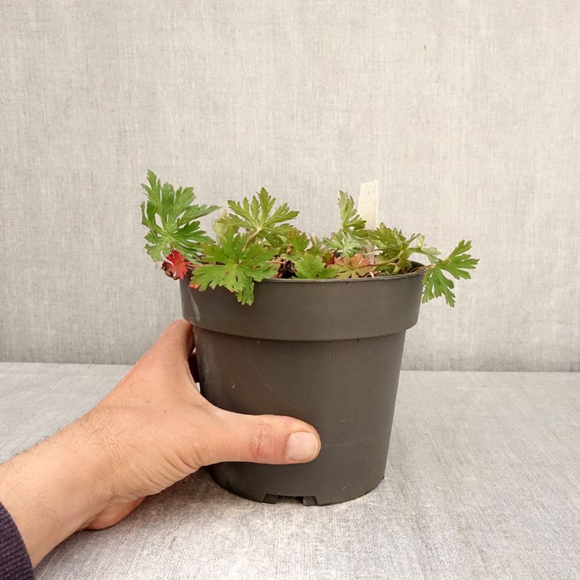 Geranio clarkei Kashmir Purple - Geranio vivaz Maceta 2L/3L Ejemplar entregado en la primavera