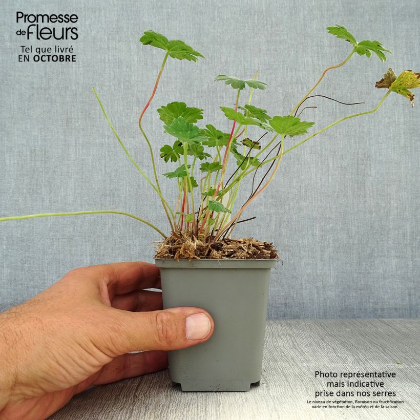 Ejemplar de Geranio Coombland White - Geranio vivaz Maceta de 8/9 cm entregado en otoño