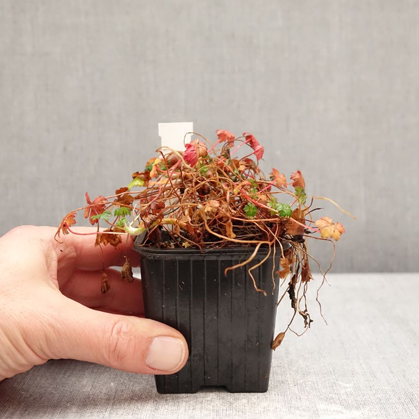 Geranio dalmaticum - Geranio vivaz Maceta de 8/9 cm Ejemplar entregado en invierno