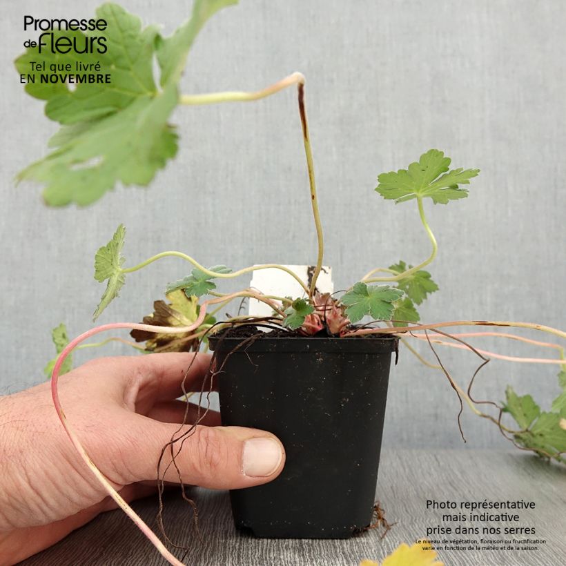 Ejemplar de Geranio Dreamland - Geranio vivaz Maceta de 8/9 cm entregado en otoño
