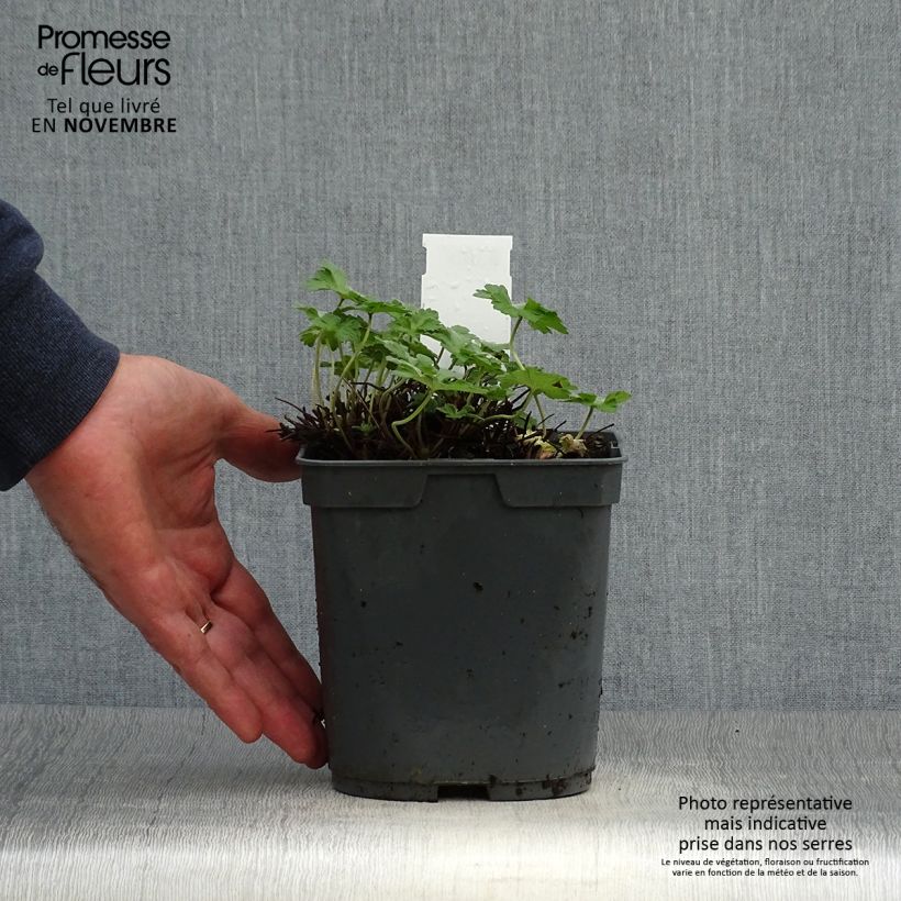 Ejemplar de Geranio Dreamland - Geranio vivaz Maceta 2L/3L entregado en otoño