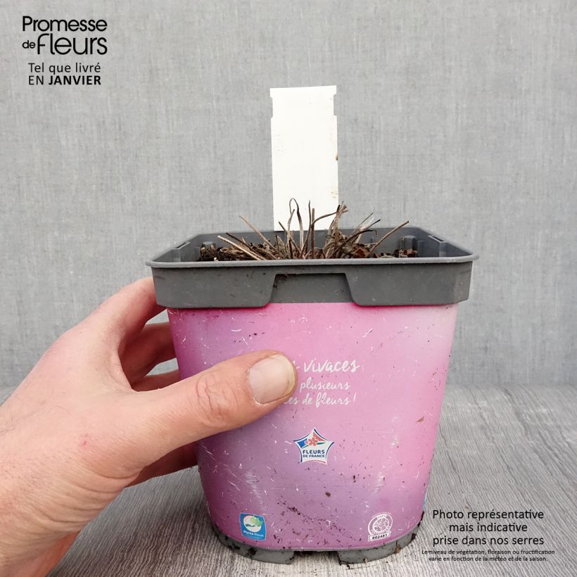 Geranio Dreamland - Geranio vivaz Maceta 2L/3L Ejemplar entregado en invierno