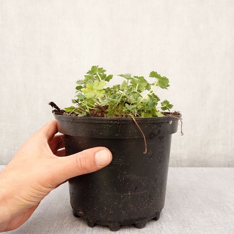 Geranio Dreamland - Geranio vivaz Maceta 2L/3L Ejemplar entregado en la primavera