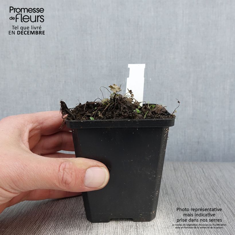Ejemplar de Geranio oxonianum Dusky Crug - Geranio vivaz Maceta de 8/9 cm entregado en otoño