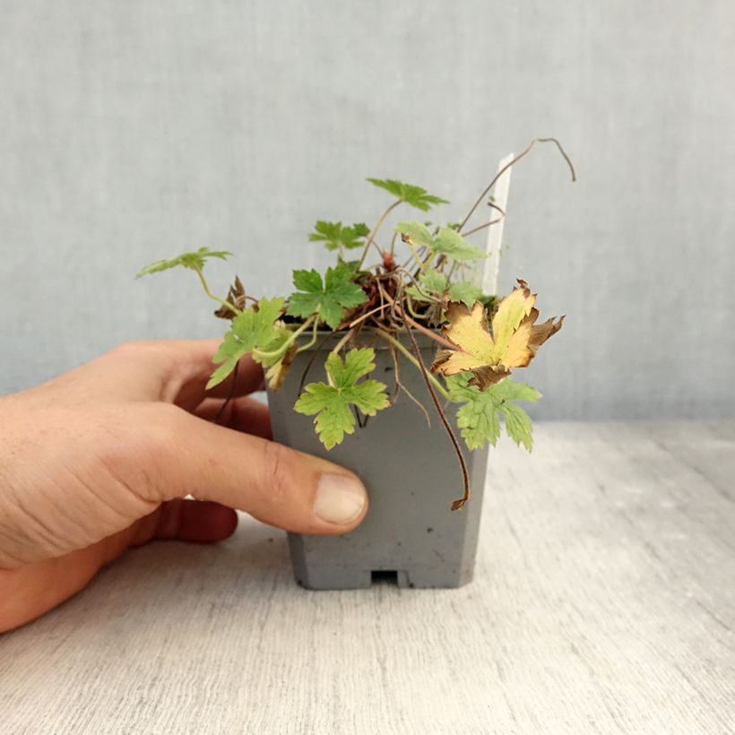 Ejemplar de Geranio endressii Wargrave Pink - Geranio vivaz Maceta de 8/9 cm entregado en otoño
