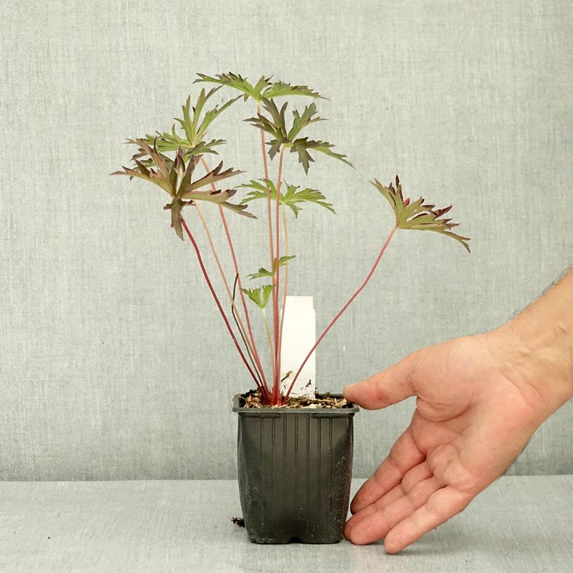 Ejemplar de Geranio de prado Femme Fatale - Geranium pratense Maceta de 8/9 cm entregado en verano