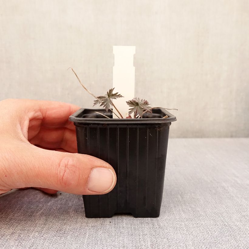 Geranio de prado Femme Fatale - Geranium pratense Maceta de 8/9 cm Ejemplar entregado en la primavera