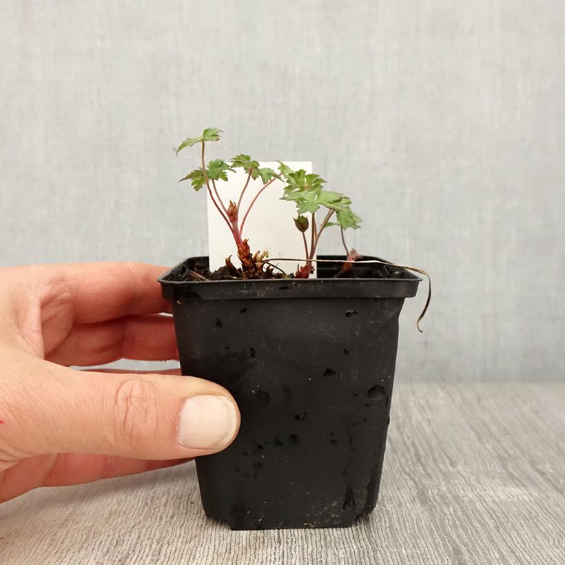 Geranio del Himalaya Azul - Geranium Gravetye Maceta de 8/9 cm Ejemplar entregado en la primavera