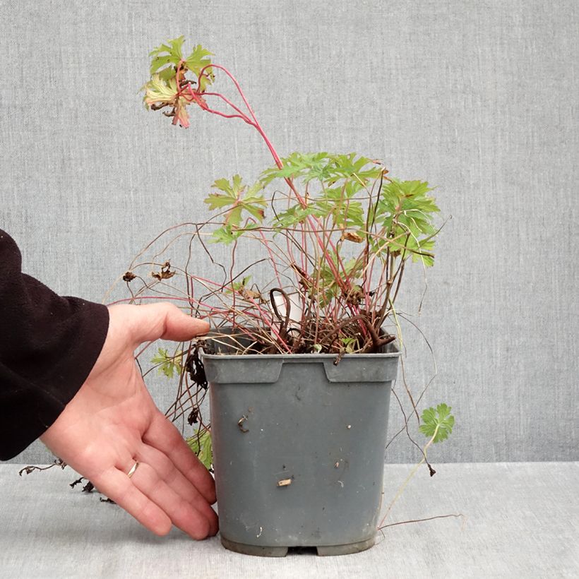 Ejemplar de Geranio del Himalaya Azul - Geranium Gravetye Maceta 2L/3L entregado en otoño
