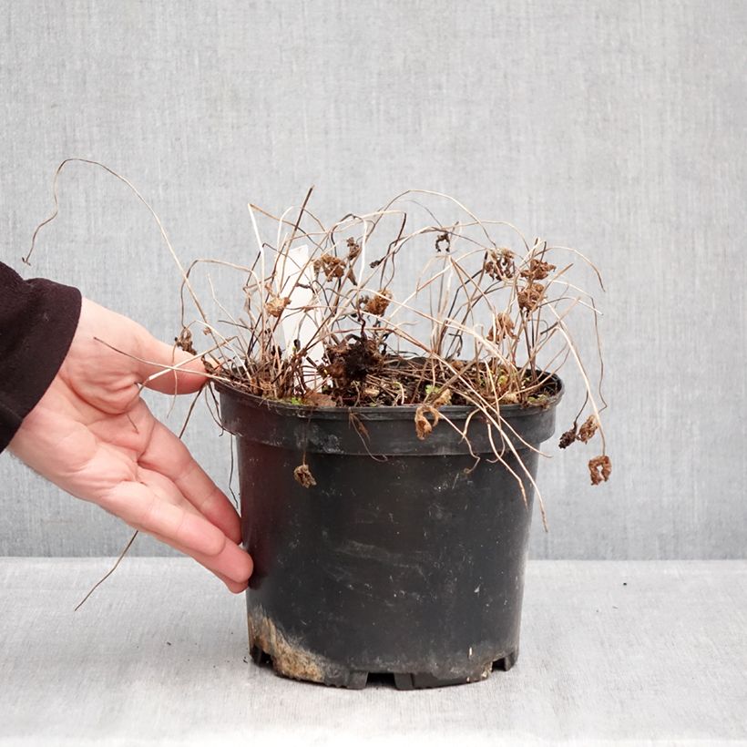 Geranio del Himalaya Azul - Geranium Gravetye Maceta 2L/3L Ejemplar entregado en invierno