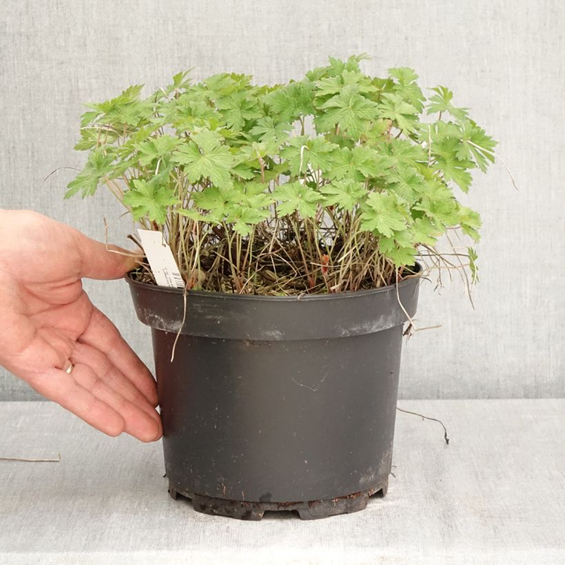 Geranio del Himalaya Azul - Geranium Gravetye Maceta 2L/3L Ejemplar entregado en la primavera