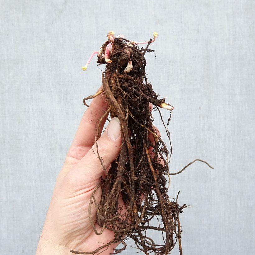 Geranio del Himalaya Azul - Geranium Gravetye Raíces desnudas Ejemplar entregado en invierno