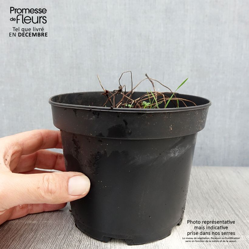 Geranio del Himalaya Pleno - Geranium himalayense Plenum Maceta 2L/3L Ejemplar entregado en invierno