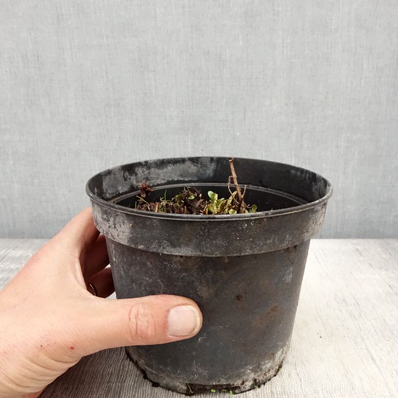 Geranio del Himalaya Pleno - Geranium himalayense Plenum Maceta 2L/3L Ejemplar entregado en la primavera