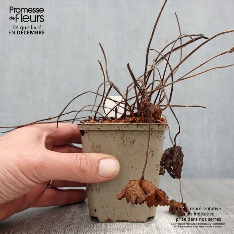 Ejemplar de Geranium ibericum - Geranio vivaz Maceta de 8/9 cm entregado en otoño