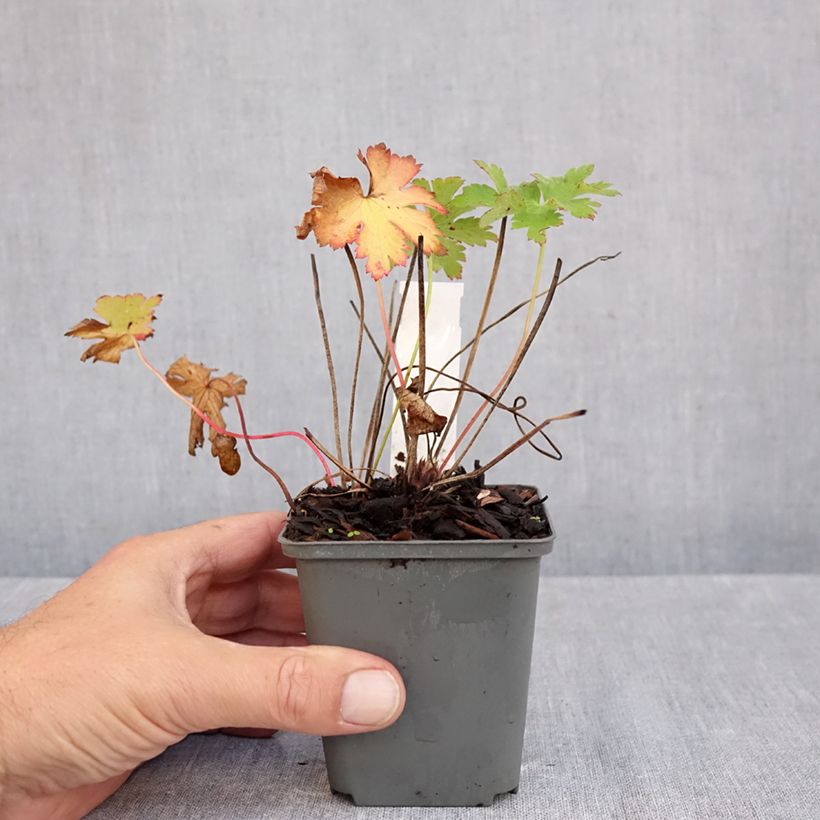 Ejemplar de Geranio Vital - Geranio vivaz Maceta de 8/9 cm entregado en otoño