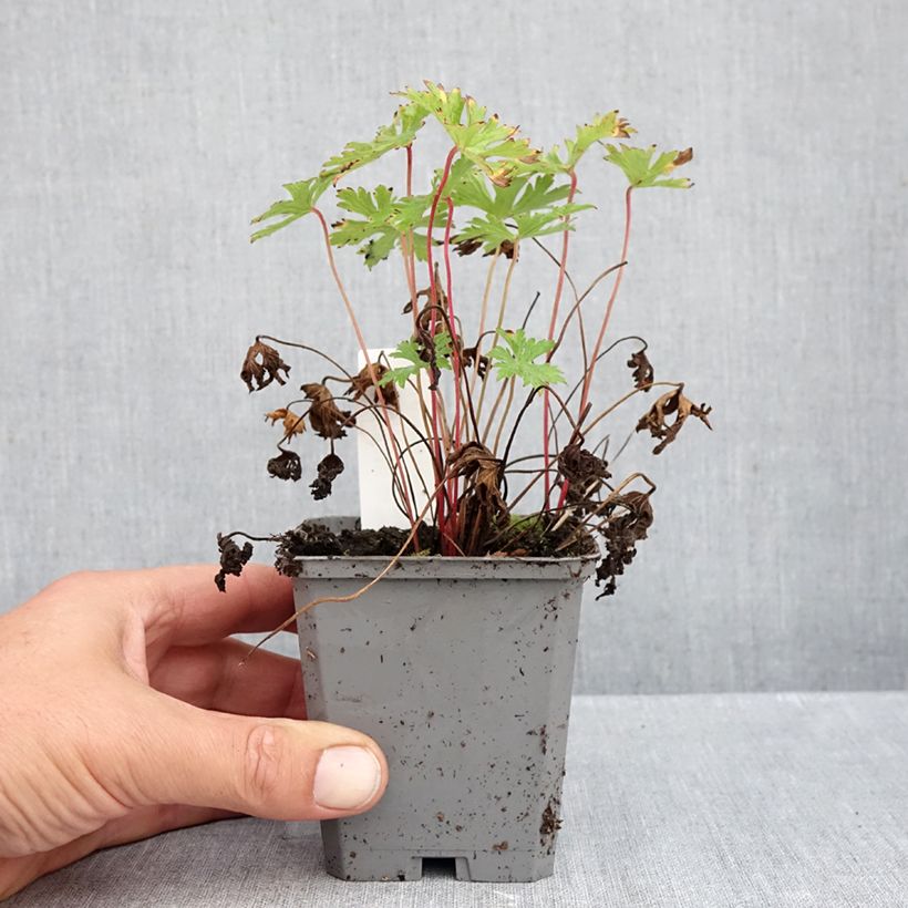 Ejemplar de Geranio Johnson's Blue - Geranio vivaz Maceta de 8/9 cm entregado en otoño