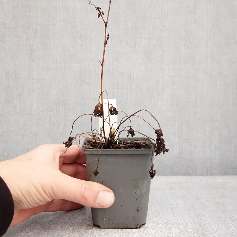 Geranio Johnson's Blue - Geranio vivaz Maceta de 8/9 cm Ejemplar entregado en invierno