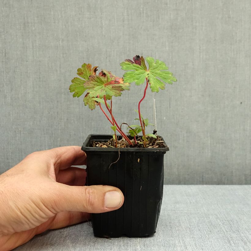Ejemplar de Geranio Kelly-Anne - Geranio vivaz Maceta de 8/9 cm entregado en otoño
