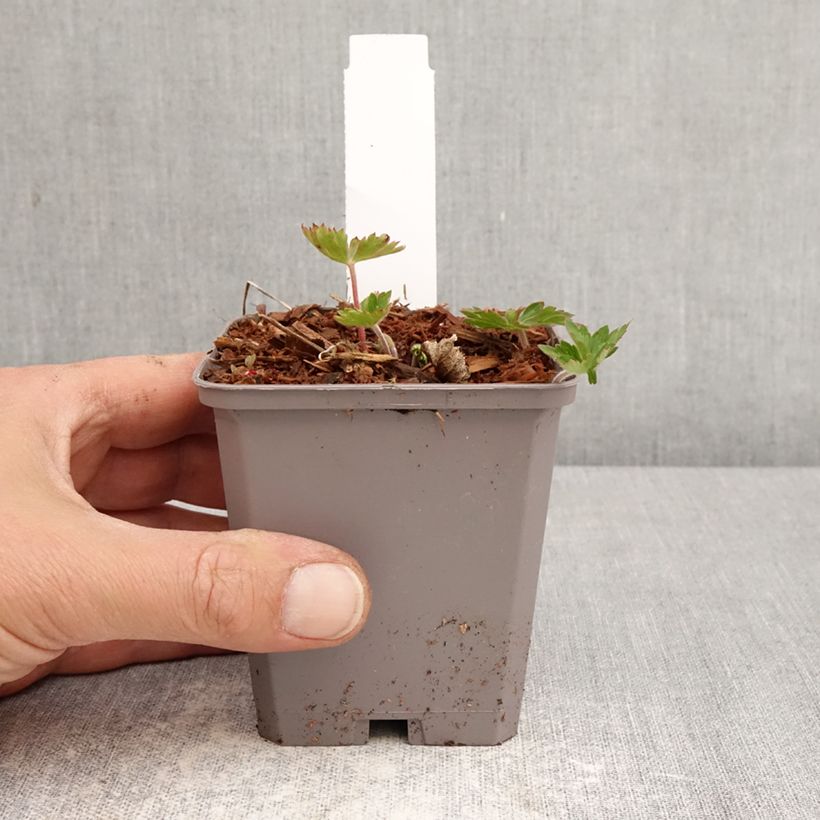 Geranio Kelly-Anne - Geranio vivaz Maceta de 8/9 cm Ejemplar entregado en la primavera