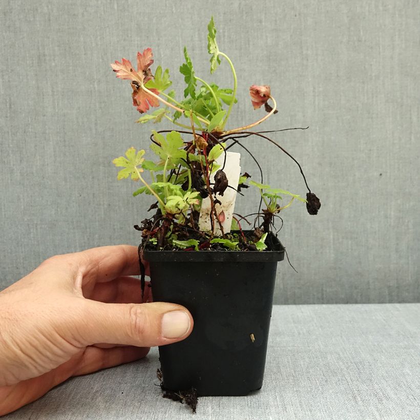 Ejemplar de Geranio macrorrhizum Ingwersen's Variety - Geranio bulgaro Maceta de 8/9 cm entregado en otoño