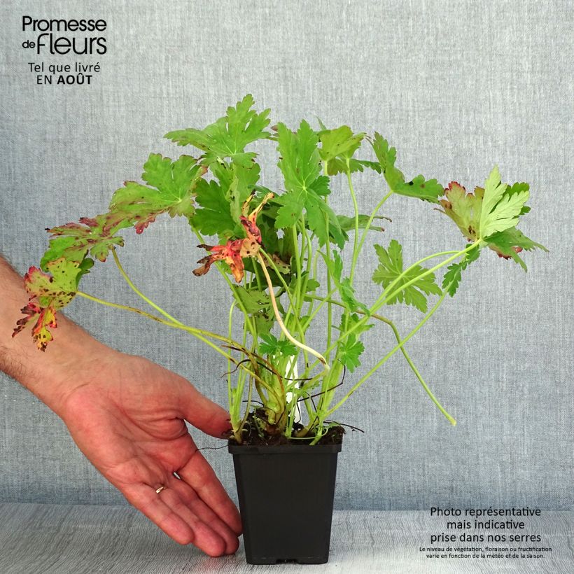 Ejemplar de Geranio macrorrhizum Ingwersen's Variety - Geranio bulgaro Maceta de 8/9 cm entregado en verano