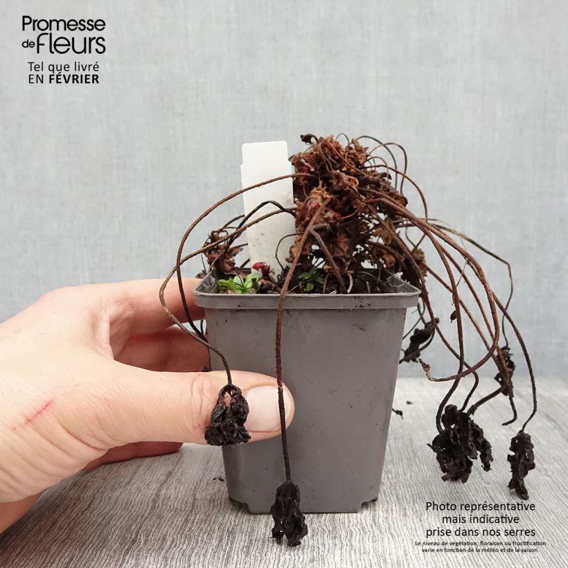 Geranio macrorrhizum Ingwersen's Variety - Geranio bulgaro Maceta de 8/9 cm Ejemplar entregado en invierno