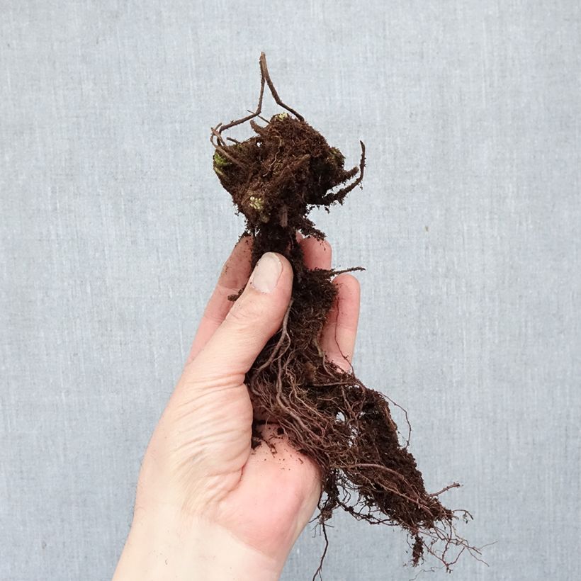 Geranio macrorrhizum Ingwersen's Variety - Geranio bulgaro Raíces desnudas Ejemplar entregado en invierno