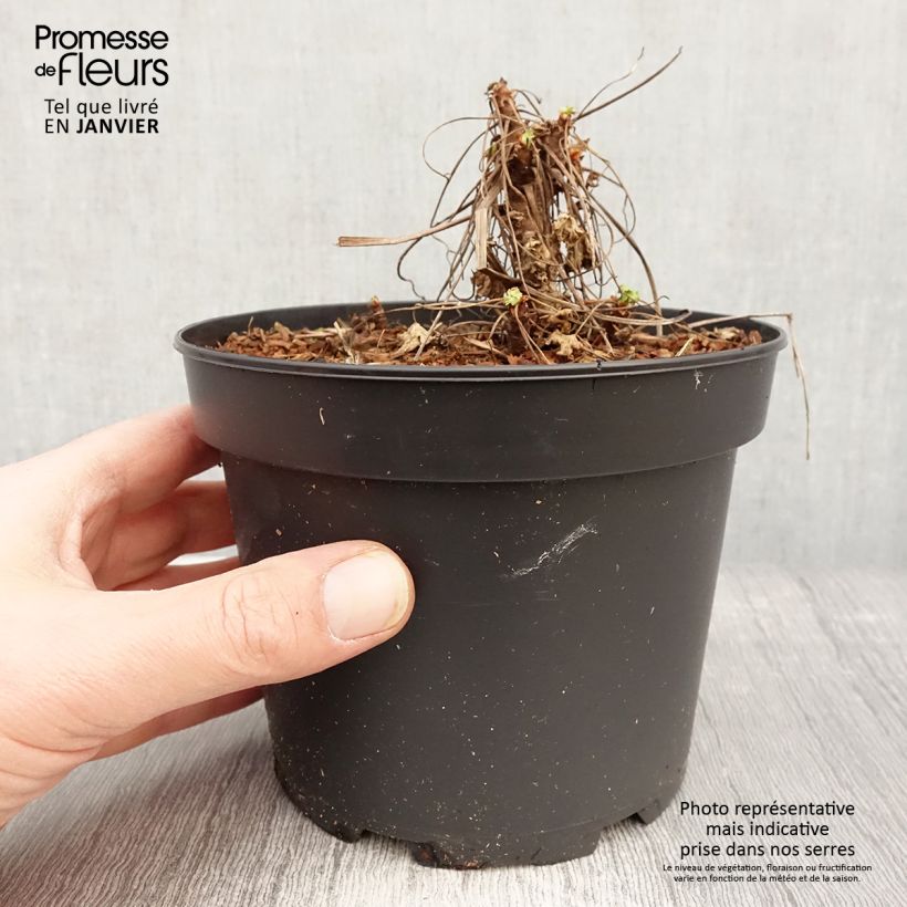 Geranio macrorrhizum White Ness - Geranio bulgaro Maceta 2L/3L Ejemplar entregado en invierno