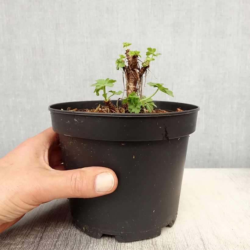 Geranio macrorrhizum White Ness - Geranio bulgaro Maceta 2L/3L Ejemplar entregado en la primavera