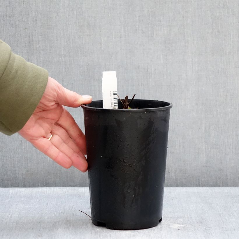 Geranio maculatum Chatto - Geranio salvaje Maceta 2L/3L Ejemplar entregado en invierno