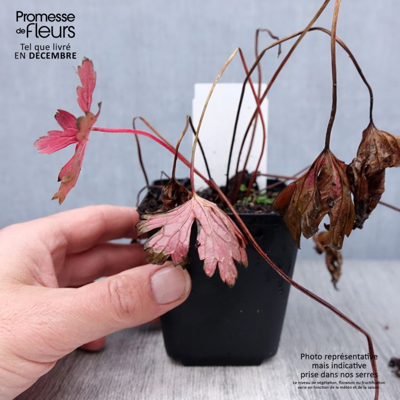 Geranio maculatum Stormy Night - Geranio salvaje Maceta de 8/9 cm Ejemplar entregado en invierno