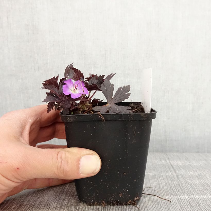 Geranio maculatum Stormy Night - Geranio salvaje Maceta de 8/9 cm Ejemplar entregado en la primavera