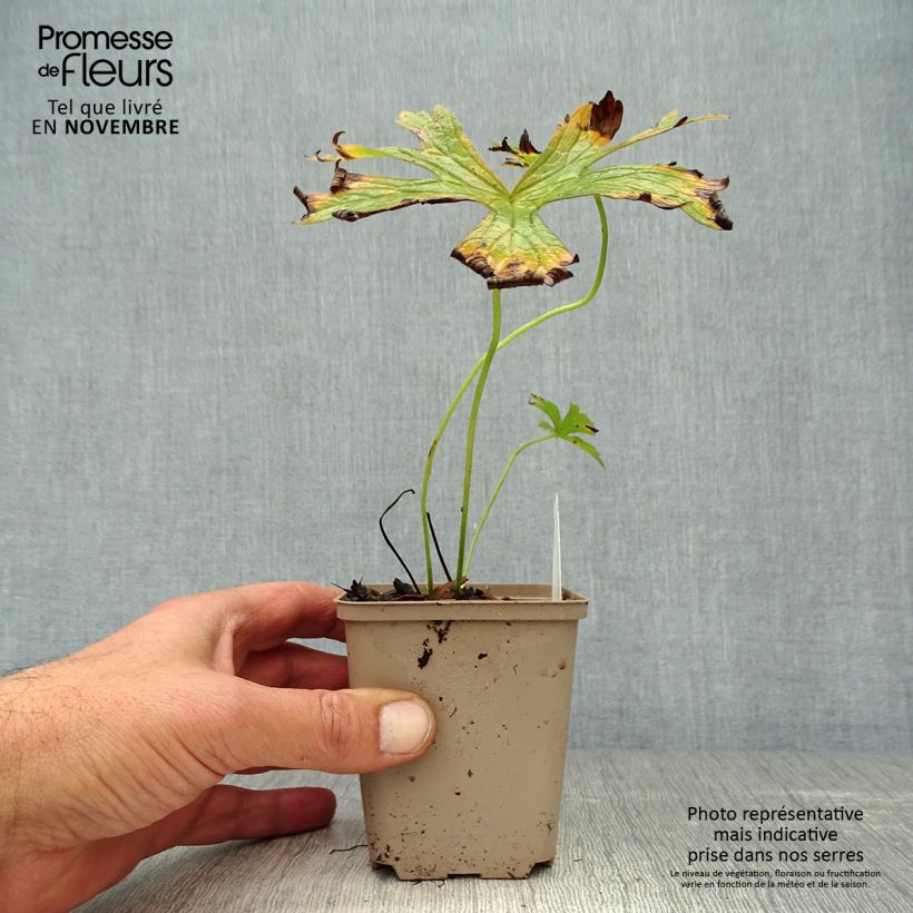 Ejemplar de Geranio maculatum var.album - Geranio salvaje Maceta de 8/9 cm entregado en otoño
