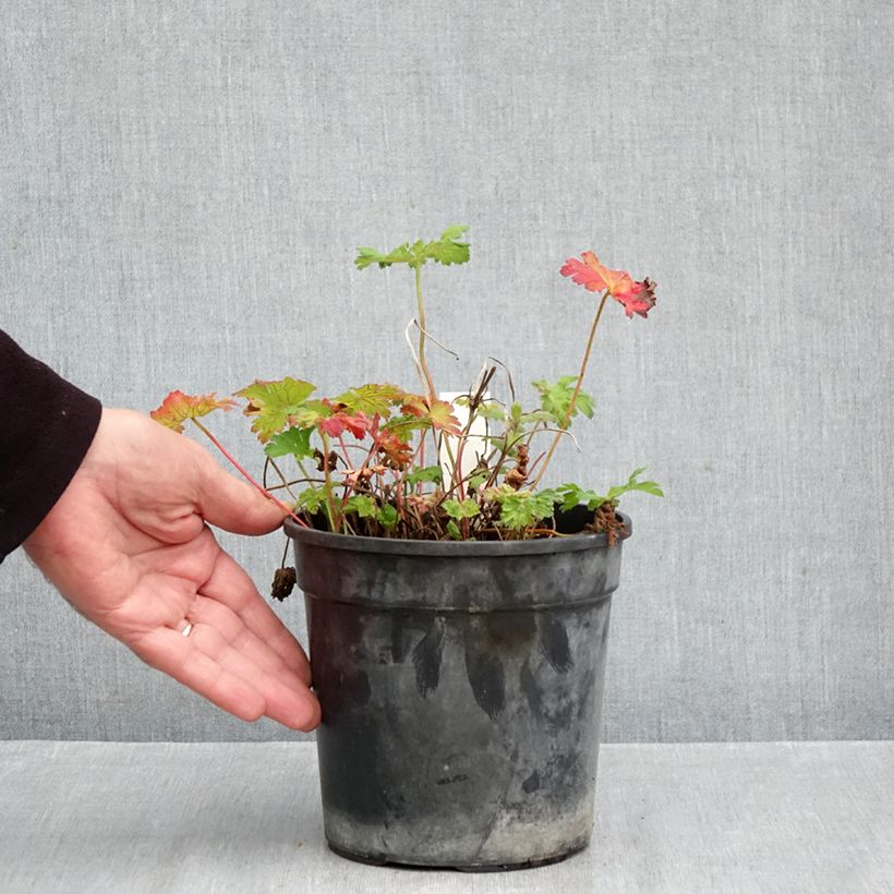 Ejemplar de Geranio magnificum Blue Blood - Geranio vivaz Maceta 2L/3L entregado en otoño