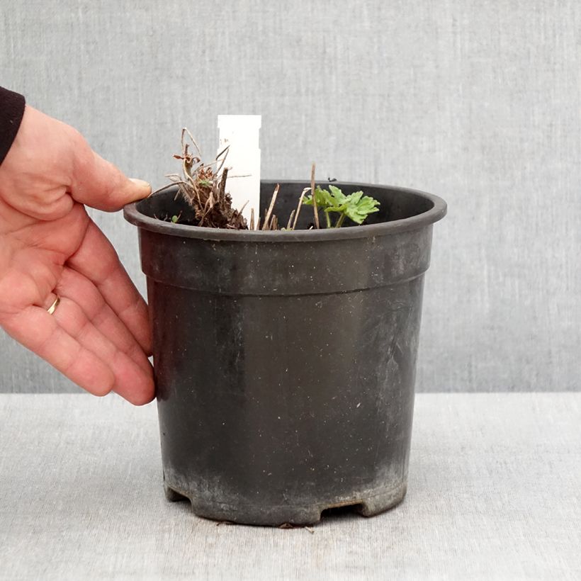 Geranio magnificum Blue Blood - Geranio vivaz Maceta 2L/3L Ejemplar entregado en la primavera