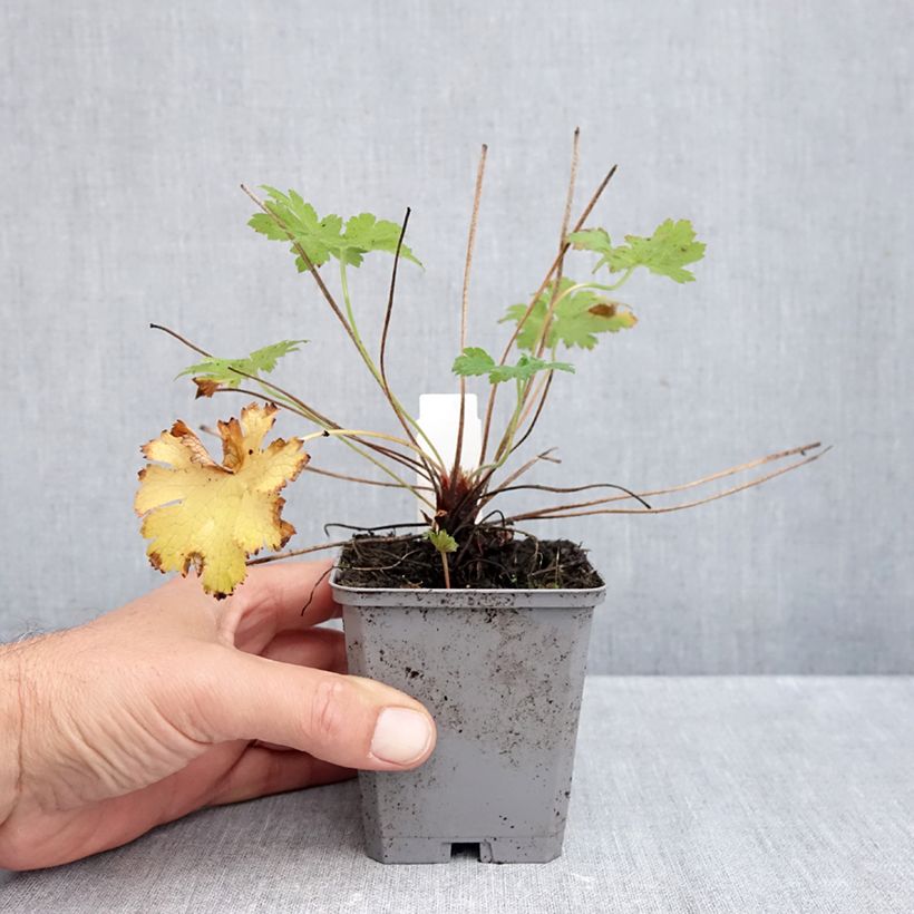 Ejemplar de Geranio magnificum - Geranio vivaz Maceta de 8/9 cm entregado en otoño
