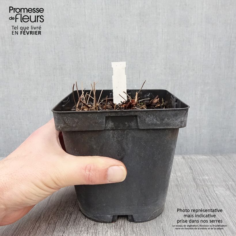 Geranium nodosum - Geranio nudoso Maceta 2L/3L Ejemplar entregado en invierno