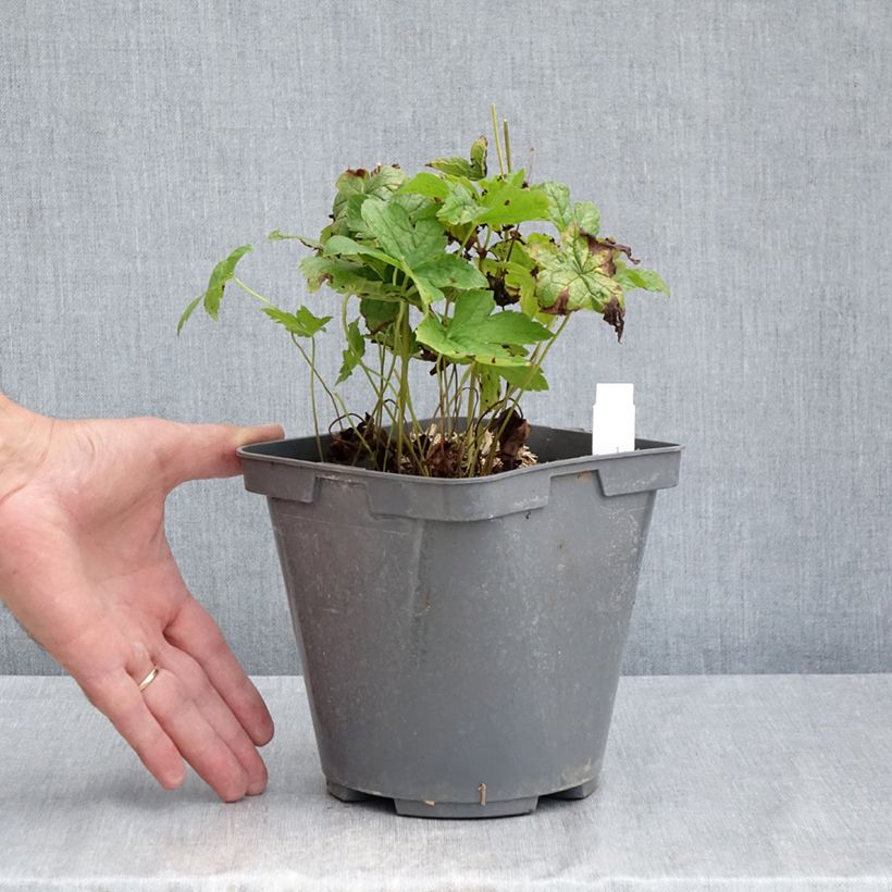 Ejemplar de Geranium nodosum - Geranio nudoso Maceta 2L/3L entregado en verano