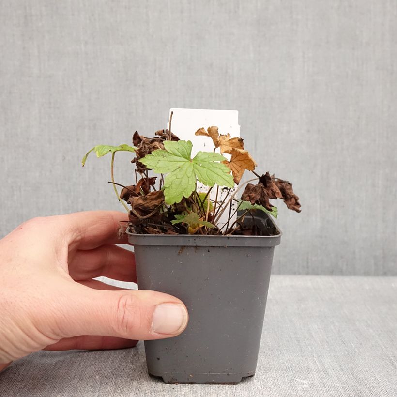 Geranio nudoso Tony's Talisman Maceta de 8/9 cm Ejemplar entregado en invierno