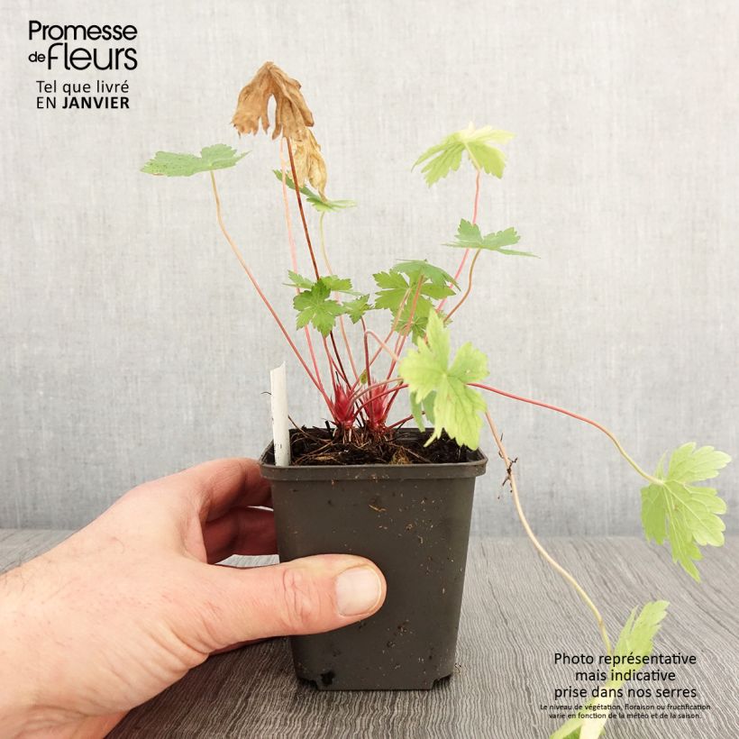 Geranio oxonianum Ankum's White - Geranio vivaz Maceta de 8/9 cm Ejemplar entregado en invierno