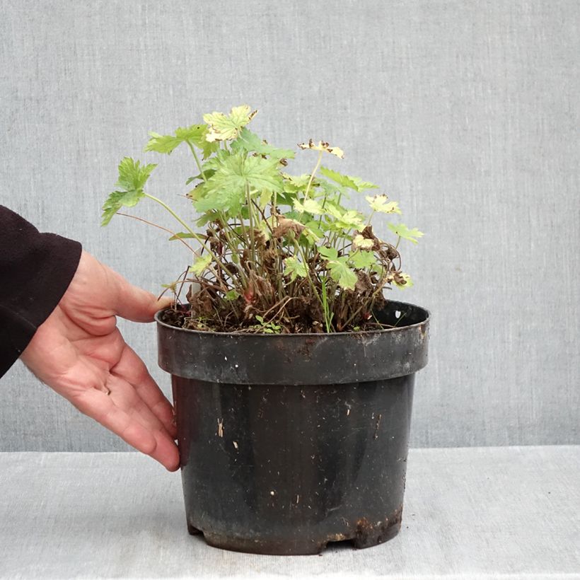 Ejemplar de Geranio oxonianum Claridge Druce - Geranio vivaz Maceta 2L/3L entregado en otoño
