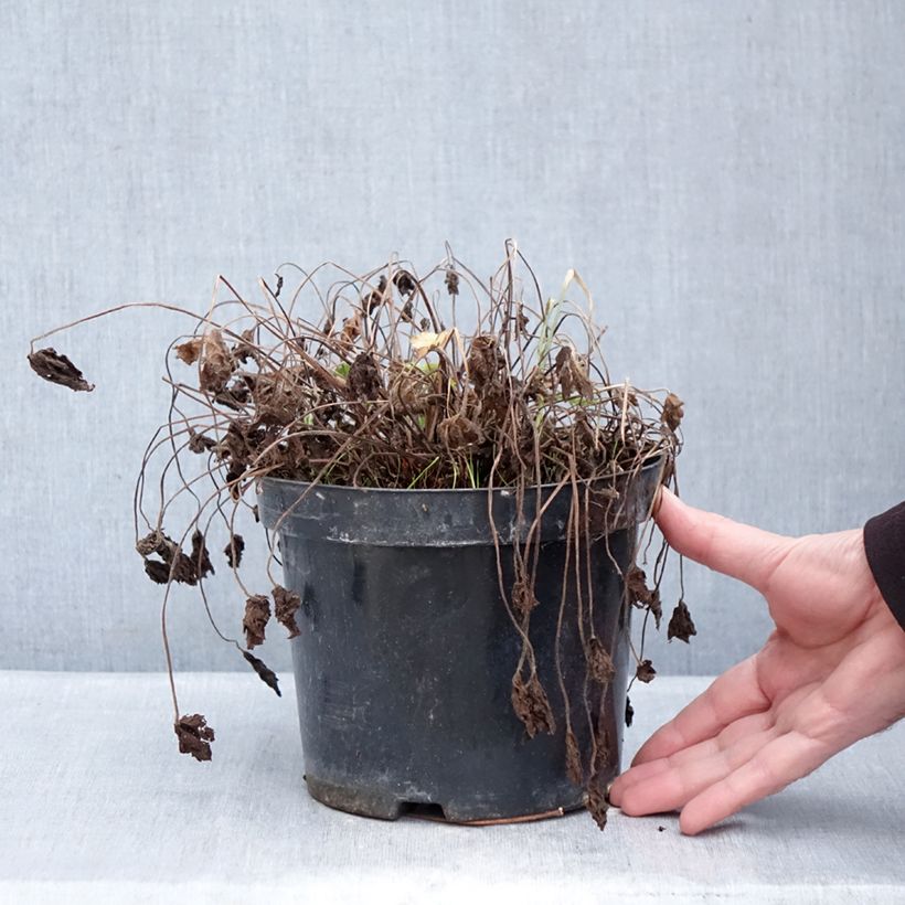 Geranio oxonianum Claridge Druce - Geranio vivaz Maceta 2L/3L Ejemplar entregado en invierno