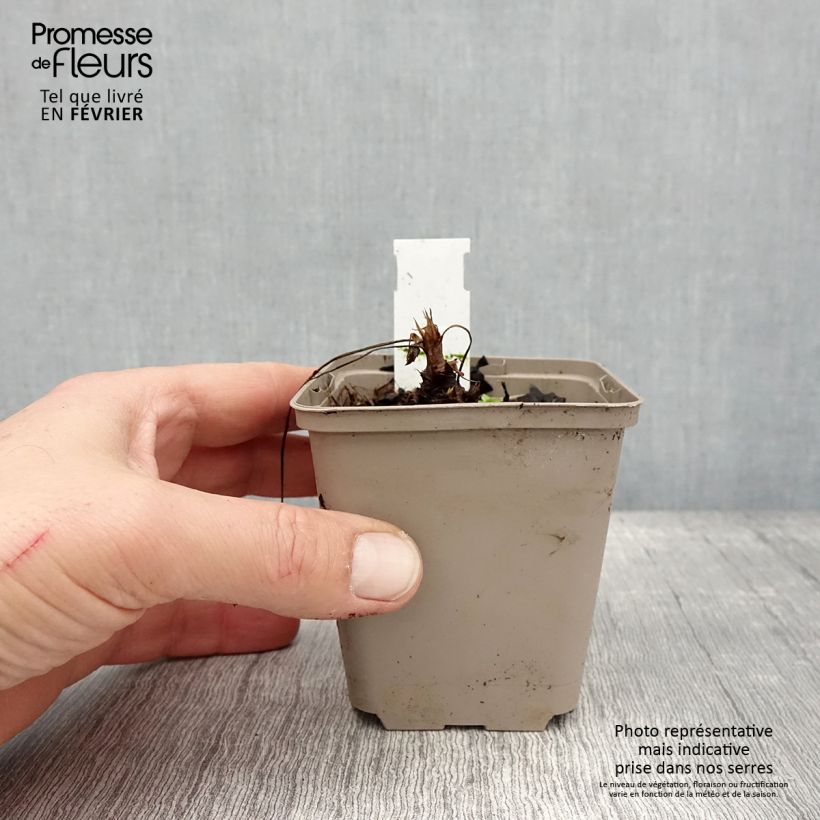 Geranio oxonianum f. thurstonianum - Geranio vivaz Maceta de 8/9 cm Ejemplar entregado en invierno