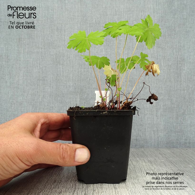Ejemplar de Geranio oxonianum Hollywood - Geranio vivaz Maceta de 8/9 cm entregado en otoño