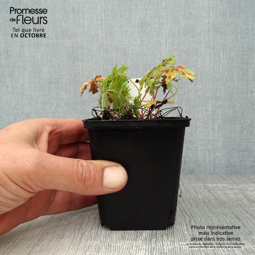 Ejemplar de Geranio oxonianum Katherine Adele - Geranio vivaz Maceta de 8/9 cm entregado en otoño