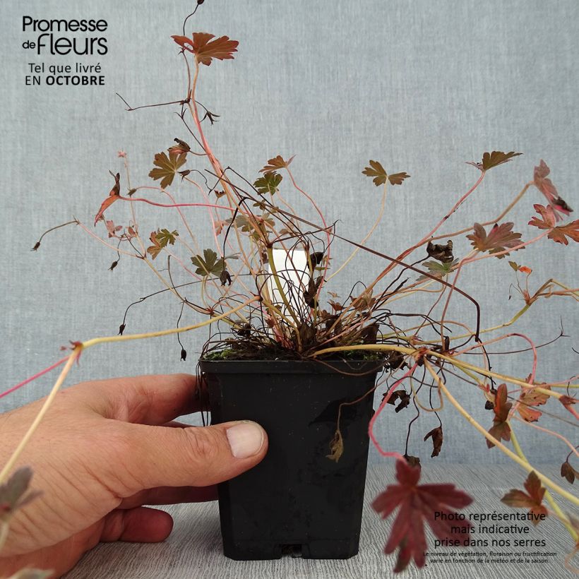 Ejemplar de Geranio oxonianum Sanne - Geranio vivaz Maceta de 8/9 cm entregado en otoño