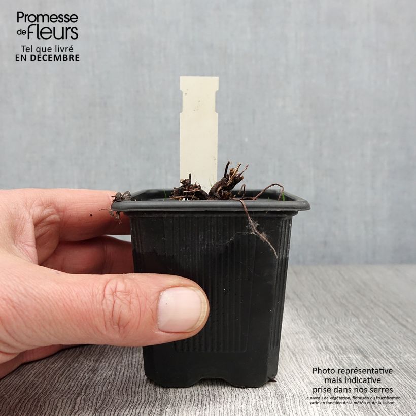 Ejemplar de Geranium palustre - Geranio palustre Maceta de 8/9 cm entregado en otoño