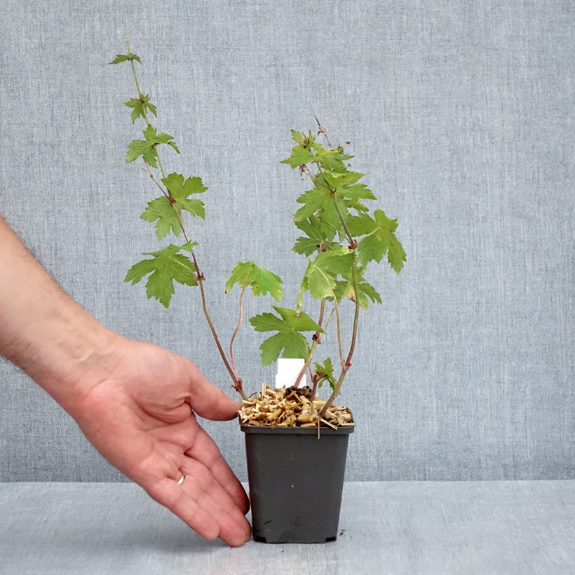 Geranio phaeum Angelina - Geranio vivaz Maceta de 8/9 cm Ejemplar entregado en la primavera