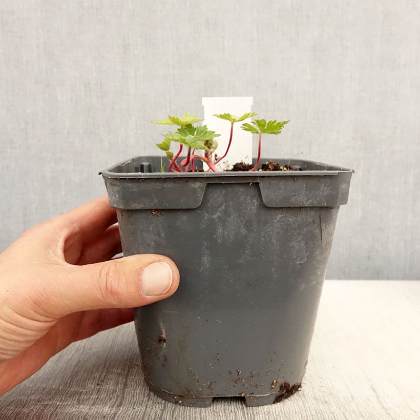 Geranio Pink Penny - Geranio vivaz Maceta 2L/3L Ejemplar entregado en la primavera